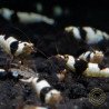 Black Crystal Caridina Shrimp