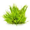 Spiky Moss Tropica 1-2 Grow EASY at Shrimp Cove UK buy now. Freshwater Shrimp Caridina Shrimp snails