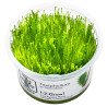 Spiky Moss Tropica 1-2 Grow EASY at Shrimp Cove UK buy now. Freshwater Shrimp Caridina Shrimp snails