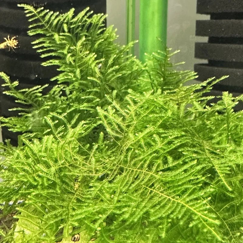 Shrimp Cove Magic Moss Moss - wrapped on cholla wood