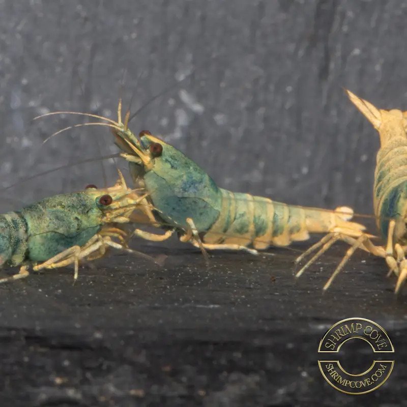 10 Golden Super Steel Caridina Shrimp Aquarium Beauty | Shrimp Cove | BEST IN UK