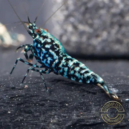5x MIND BLOWING BLUE SNOWFLAKE Caridina Shrimp Aquarium Beauty | Shrimp Cove | BEST IN UK