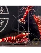 Red Fancy Caridina Shrimp x 6 AUCTION Shrimp Cove UK