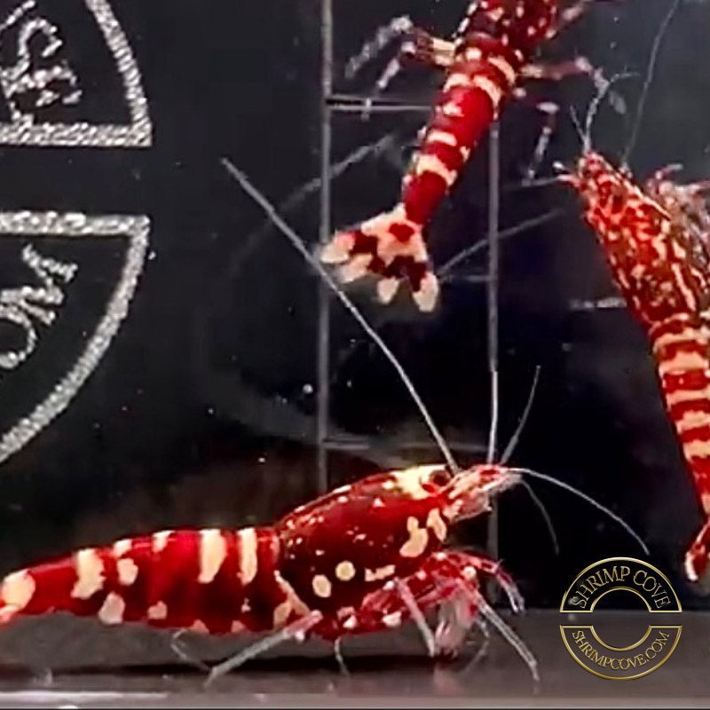 Red Fancy Caridina Shrimp x 6 AUCTION Shrimp Cove UK