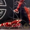 Red Fancy Caridina Shrimp x 6 AUCTION Shrimp Cove UK