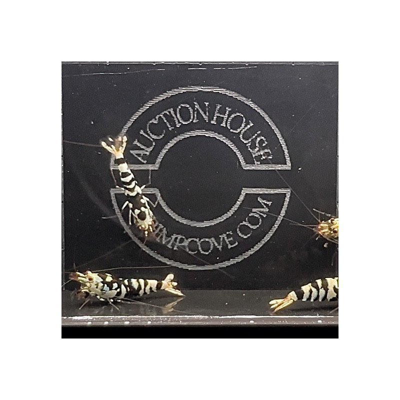 Black Fancy Caridina shrimp Auction at Shrimp Cove UK