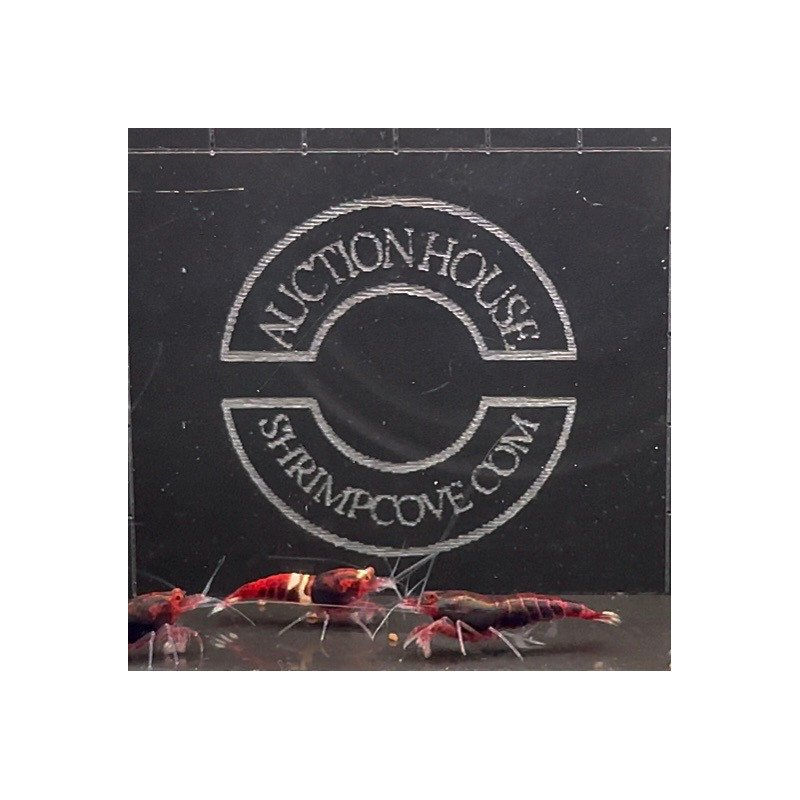 Red Extreme Caridina shrimp Auction at Shrimp Cove UK