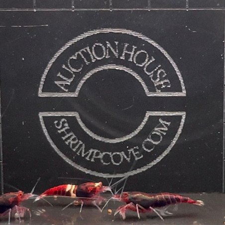 Red Extreme Caridina shrimp Auction at Shrimp Cove UK