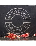 Red Fancy Caridina Shrimp x 6 AUCTION Shrimp Cove UK