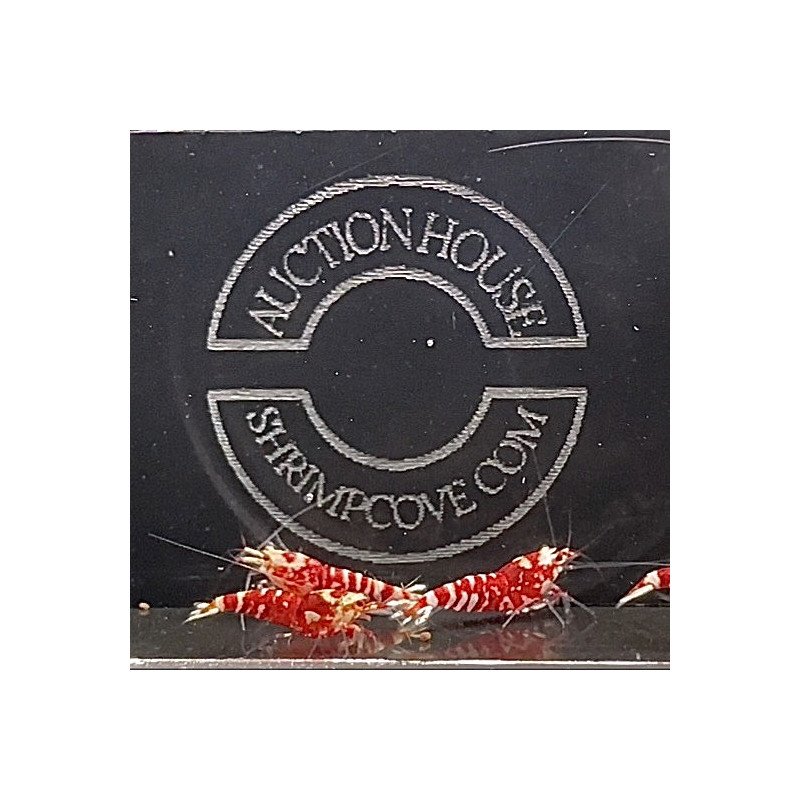 Red Fancy Caridina Shrimp x 6 AUCTION Shrimp Cove UK