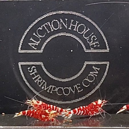 Red Fancy Caridina Shrimp x 6 AUCTION Shrimp Cove UK