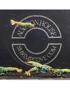 Blue Boa Caridina Shrimp UK! freshwater Aquarium shrimp. Shrimp Cove