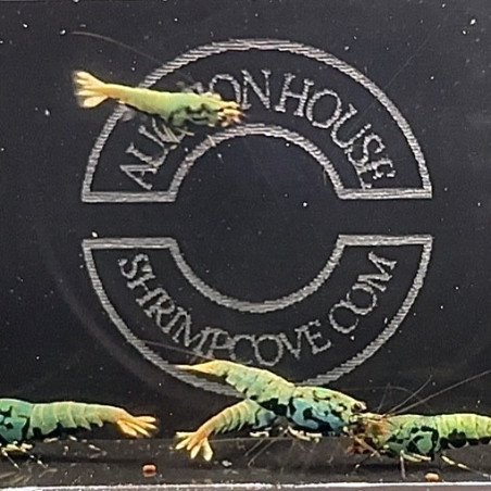 Blue Boa Caridina Shrimp UK! freshwater Aquarium shrimp. Shrimp Cove