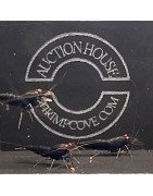 Orange Eye Black Devil Trio Caridina shrimp Auction at Shrimp Cove UK ENDS SUNDAY. Runs every fortnight