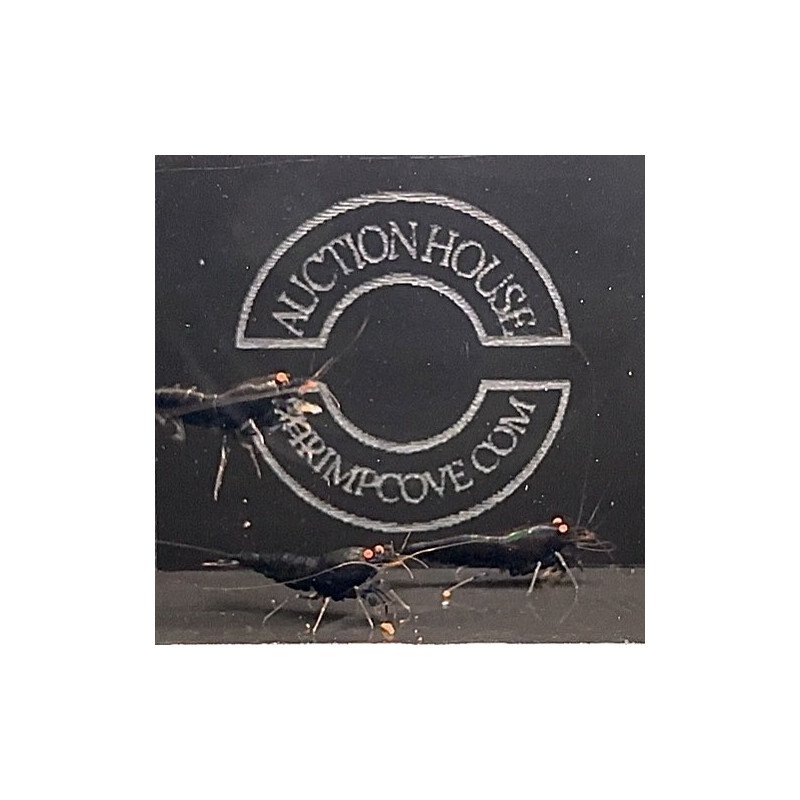 Orange Eye Black Devil Trio Caridina shrimp Auction at Shrimp Cove UK ENDS SUNDAY. Runs every fortnight