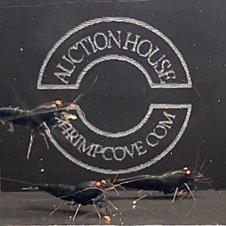 Orange Eye Black Devil Trio Caridina shrimp Auction at Shrimp Cove UK ENDS SUNDAY. Runs every fortnight