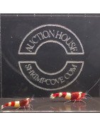 Red Wine Panda Caridina Shrimp x 6 AUCTION Shrimp Cove CAN YOU WIN?