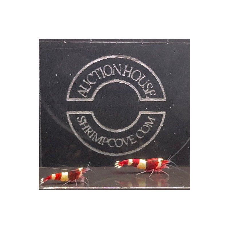 Red Wine Panda Caridina Shrimp x 6 AUCTION Shrimp Cove CAN YOU WIN?