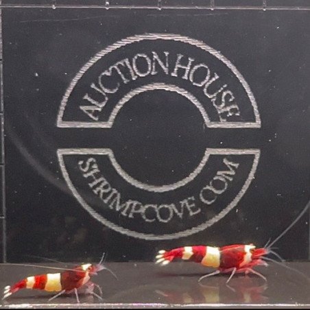 Red Wine Panda Caridina Shrimp x 6 AUCTION Shrimp Cove CAN YOU WIN?