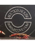 RARE Red Snowfall  Caridina shrimp Auction Shrimp Cove UK
