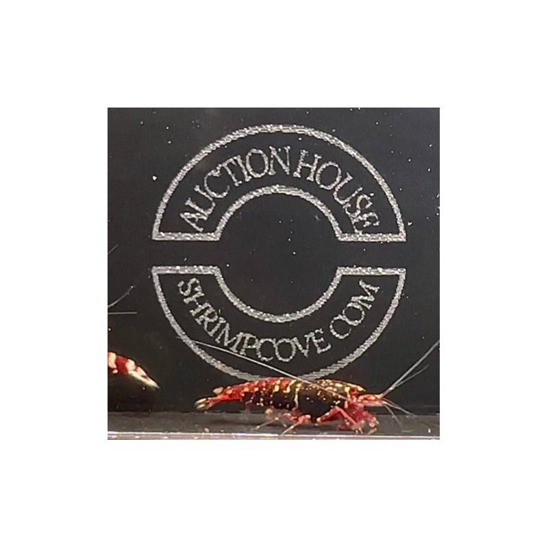 RARE Red Snowfall  Caridina shrimp Auction Shrimp Cove UK