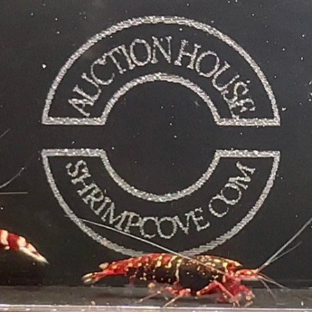 RARE Red Snowfall  Caridina shrimp Auction Shrimp Cove UK
