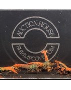 Orange Boa Caridina Shrimp Cove AUCTION BUY / BID NOW AND SAVE