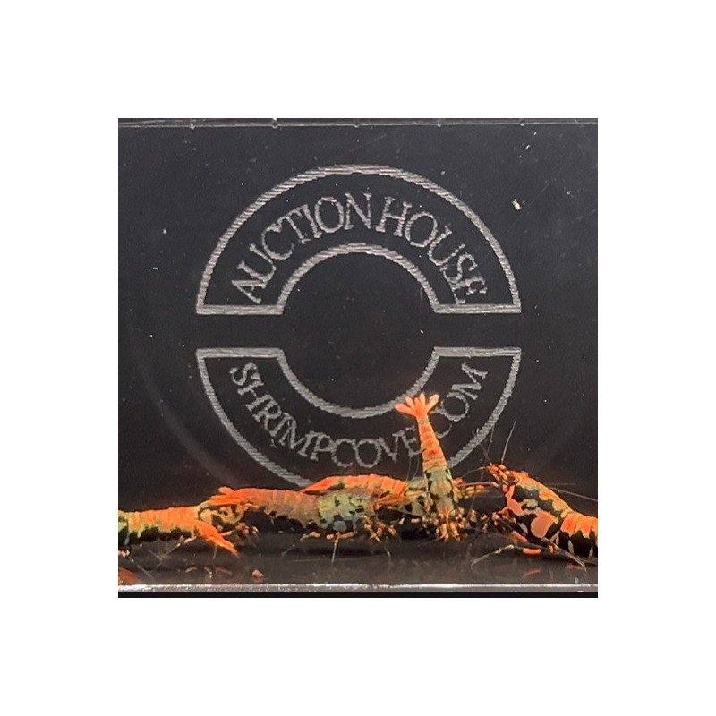 Orange Boa Caridina Shrimp Cove AUCTION BUY / BID NOW AND SAVE