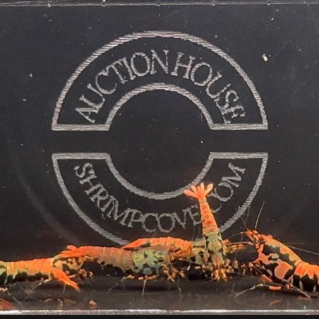 Orange Boa Caridina Shrimp Cove AUCTION BUY / BID NOW AND SAVE