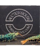 Blue Boa Caridina Shrimp UK! freshwater Aquarium shrimp. Buy Now at Shrimp Cove here in the UK