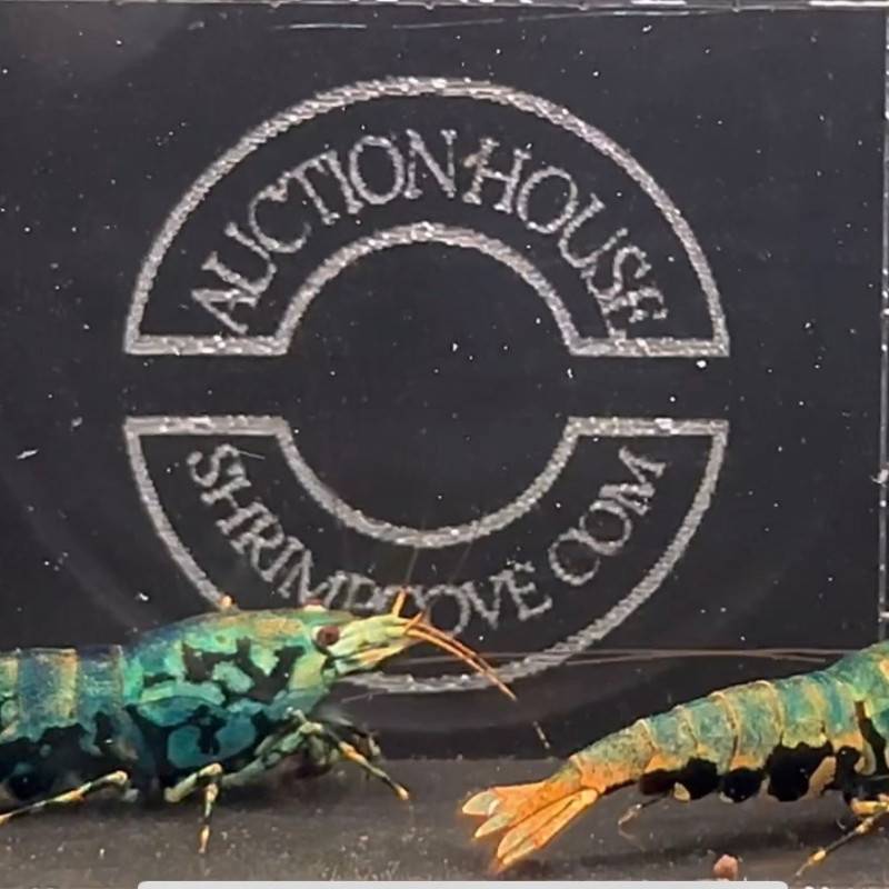 Blue Boa Caridina Shrimp UK! freshwater Aquarium shrimp. Buy Now at Shrimp Cove here in the UK