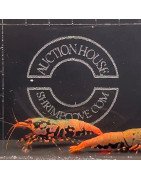Orange Boa Caridina Shrimp Cove AUCTION BUY / BID NOW AND SAVE