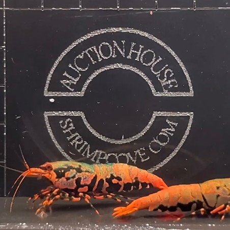 Orange Boa Caridina Shrimp Cove AUCTION BUY / BID NOW AND SAVE