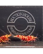 Red GT WASP GENETICS Caridina Shrimp Breeding PAIR AUCTION UK