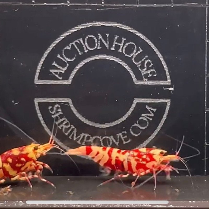 Red GT WASP GENETICS Caridina Shrimp Breeding PAIR AUCTION UK