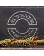 GOLDEN BOA TRIO Caridina shrimp Auction | Shrimp Cove UK