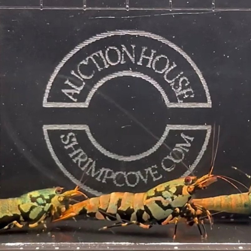 GOLDEN BOA TRIO Caridina shrimp Auction | Shrimp Cove UK