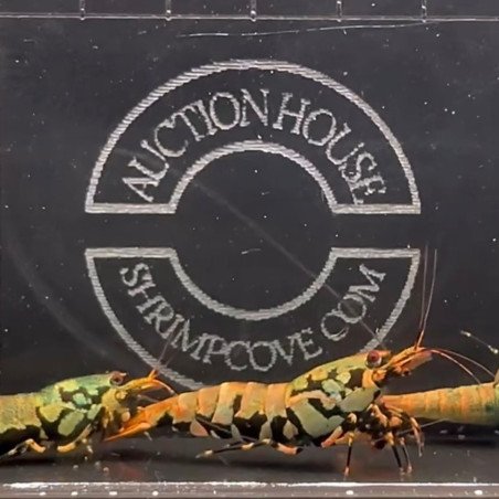 GOLDEN BOA TRIO Caridina shrimp Auction | Shrimp Cove UK