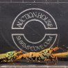 GOLDEN BOA TRIO Caridina shrimp Auction | Shrimp Cove UK