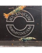 RARE Black Snowfall  Caridina shrimp Auction Shrimp Cove