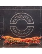 RARE Red Snowfall  Caridina shrimp Auction Shrimp Cove UK