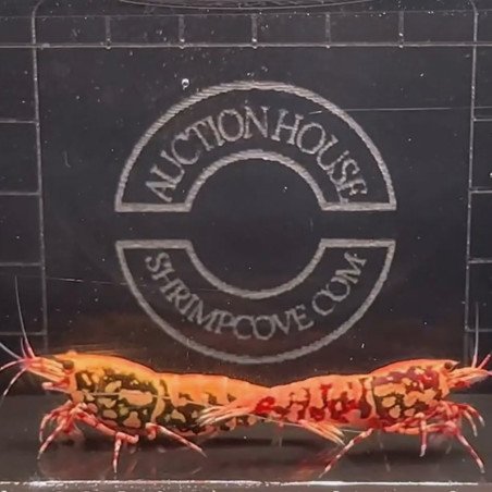 RARE Red Snowfall  Caridina shrimp Auction Shrimp Cove UK