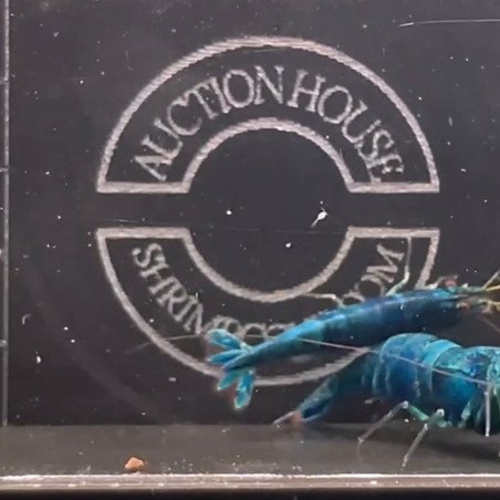 TB Shrimp Extreme Blue Bolt Trio Caridina shrimp Auction | Shrimp Cove UK