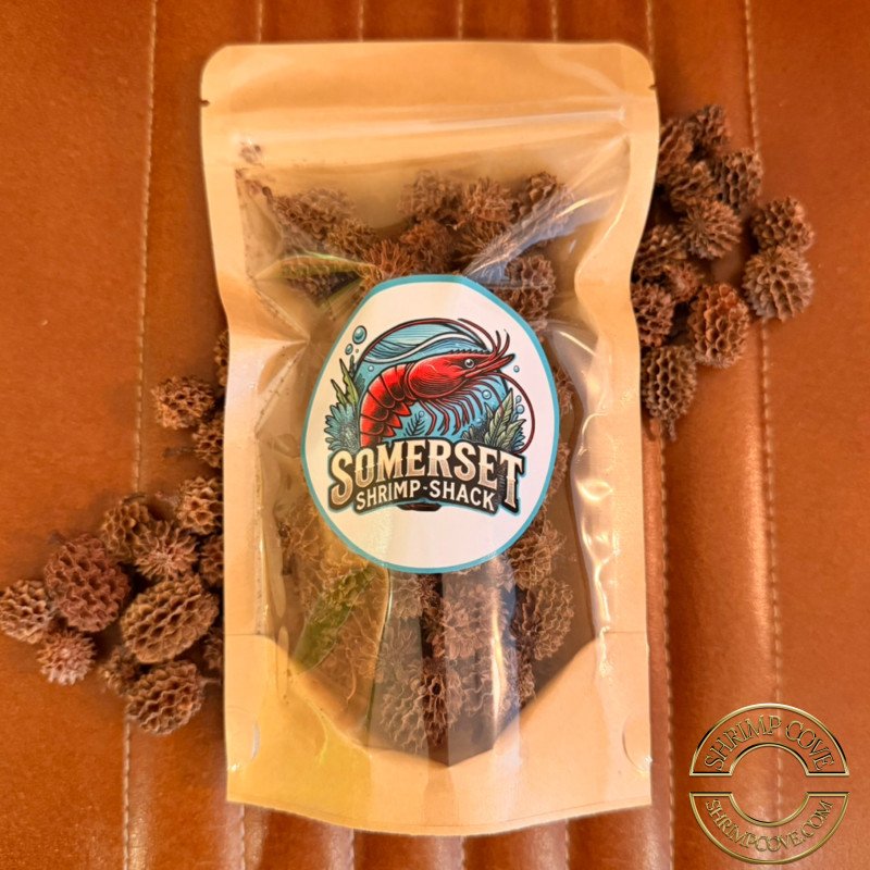 Somerset Shrimp Shack Casurina Cones