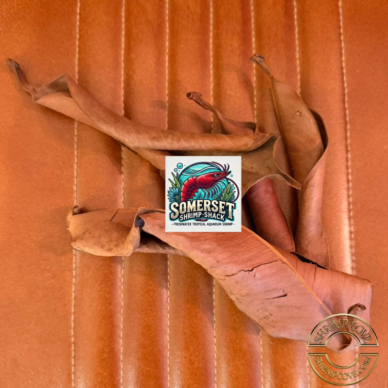 Somerset Shrimp Shack Catappa Almond Leaves large