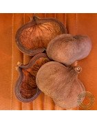 Somerset Shrimp Shack Indian Almond Pod