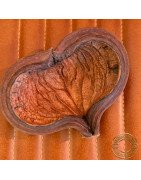 Somerset Shrimp Shack Indian Almond Pod