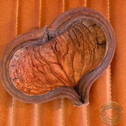 Somerset Shrimp Shack Indian Almond Pod