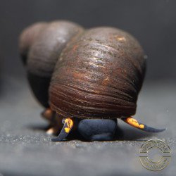 PAPUA BLUEBERRY Snail at Shrimp Cove
