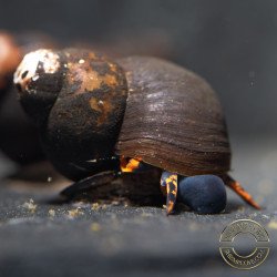 PAPUA BLUEBERRY Snail at Shrimp Cove